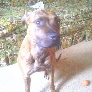 Meet your Posher, Stoneystar